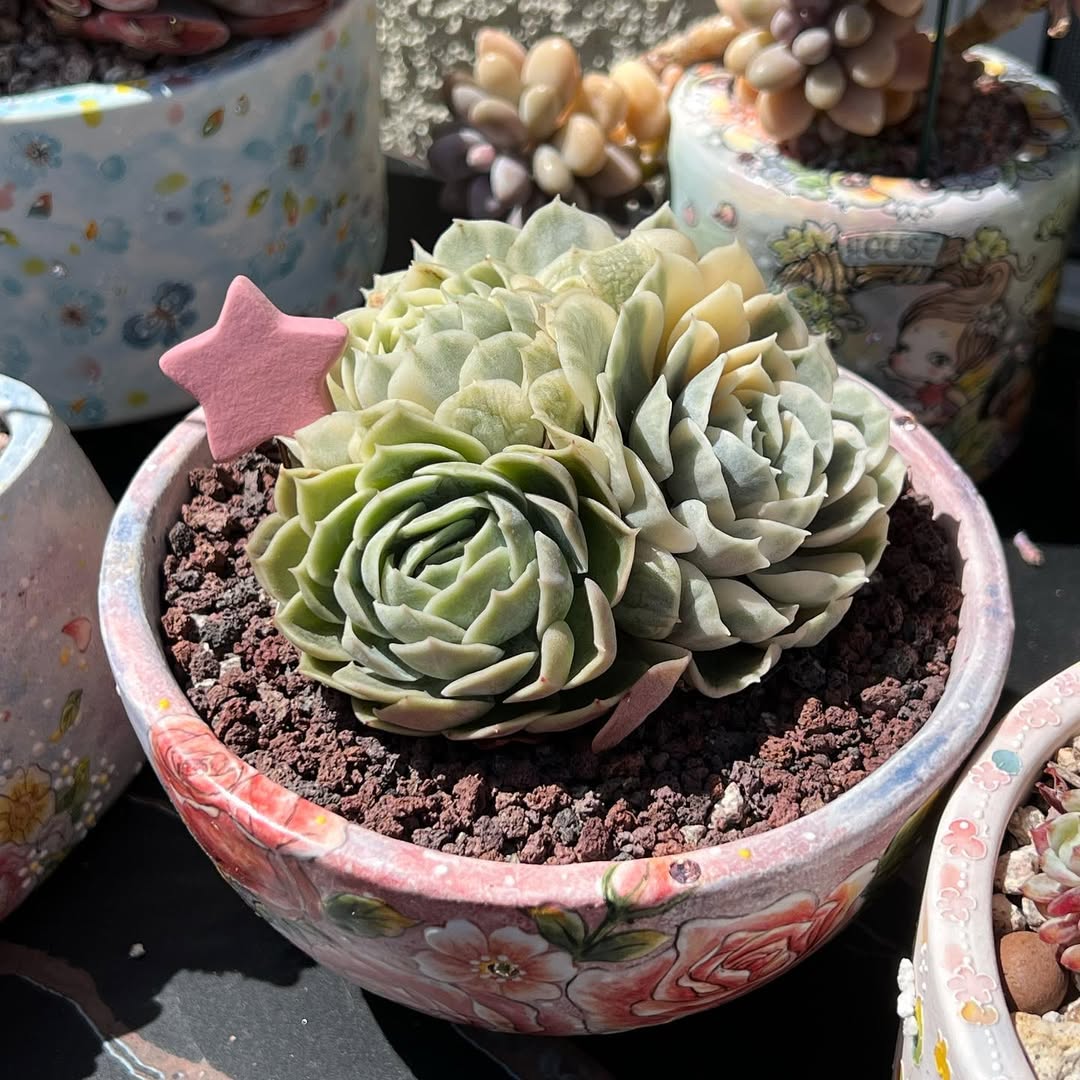 Pink / Lavender Star Garden Decor